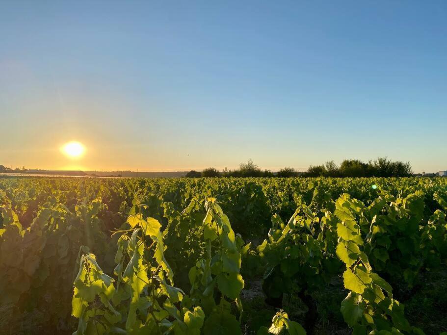 Poetique Entre Vignes, Loire Et Moulin Ferienhaus